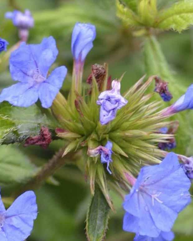 Forest Blue Strauchige Zahnlilie Willmott's Plumbago Forest Blue
