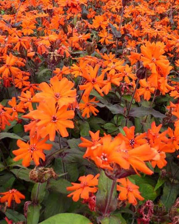 Lychnis Arkwrightii Vesuvius (x3)