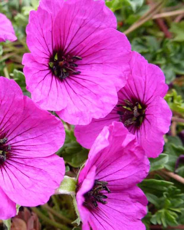 Mehrjährige aschblättrige Geranie Giuseppii