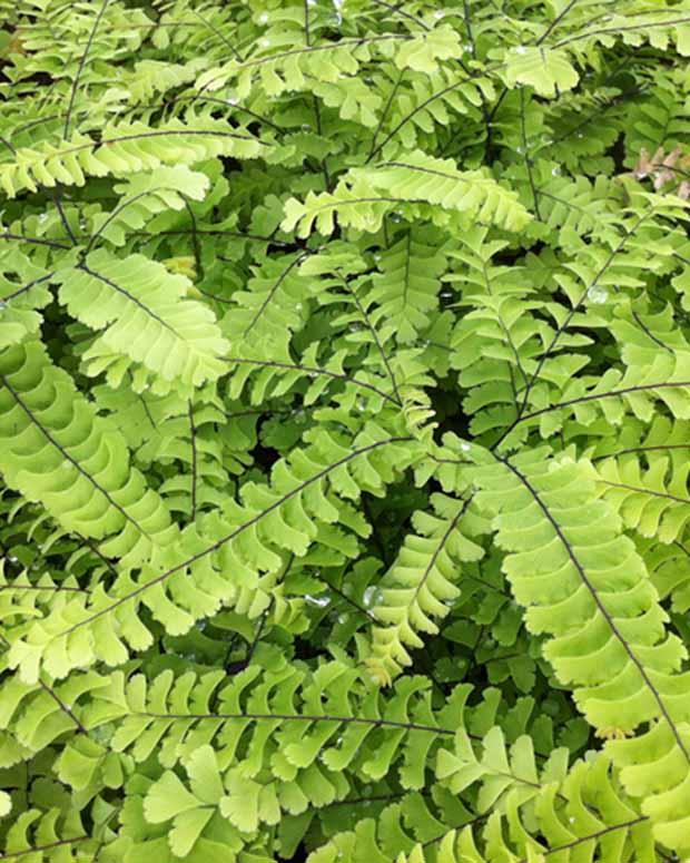 Kapillare Imbricatum