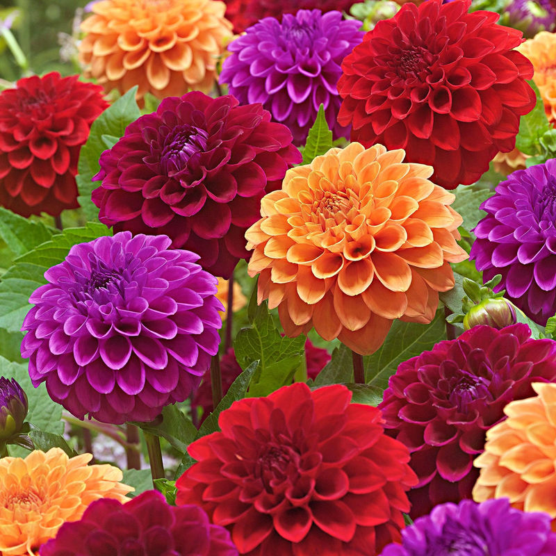 Dahlien Mischung 'Origami Honey' (x5)