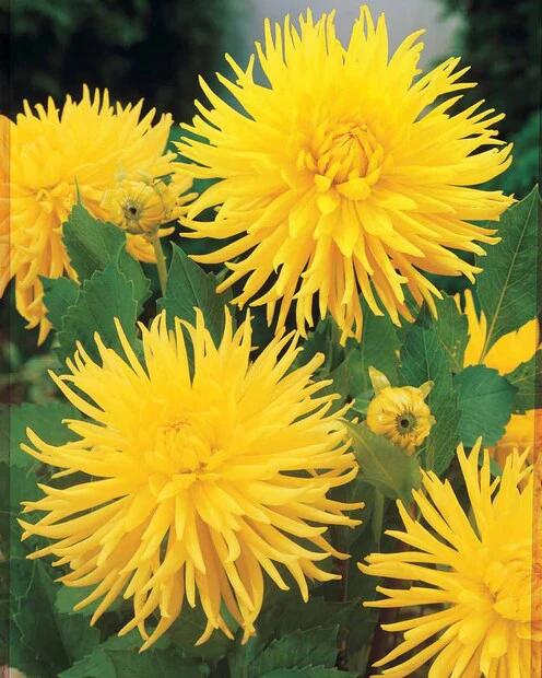 Kaktus Dahlie 'Yellow Happiness' (x3)