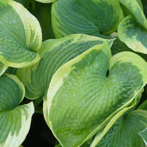Hosta Olive Bailey Langdon Funkia