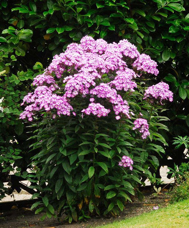 Flammenblume 'Laura' (x3)