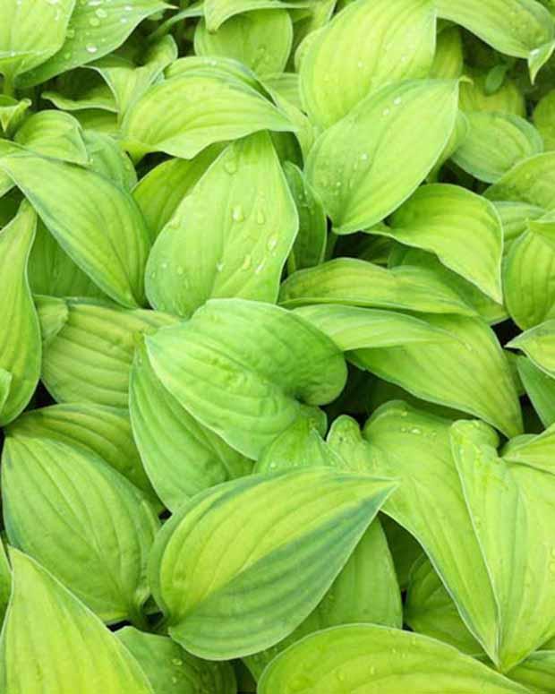 Hosta Guacamole Funkia