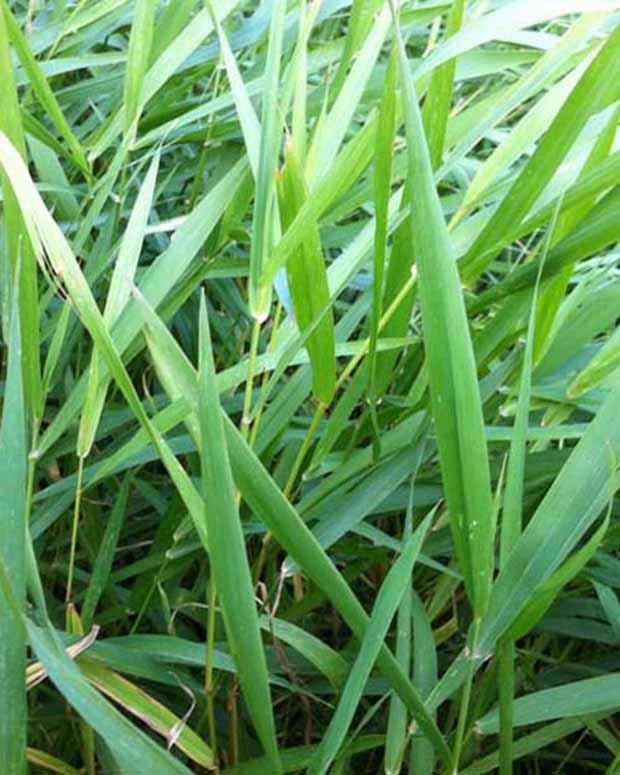 Phalaris-Schilfrohr Baldingere
