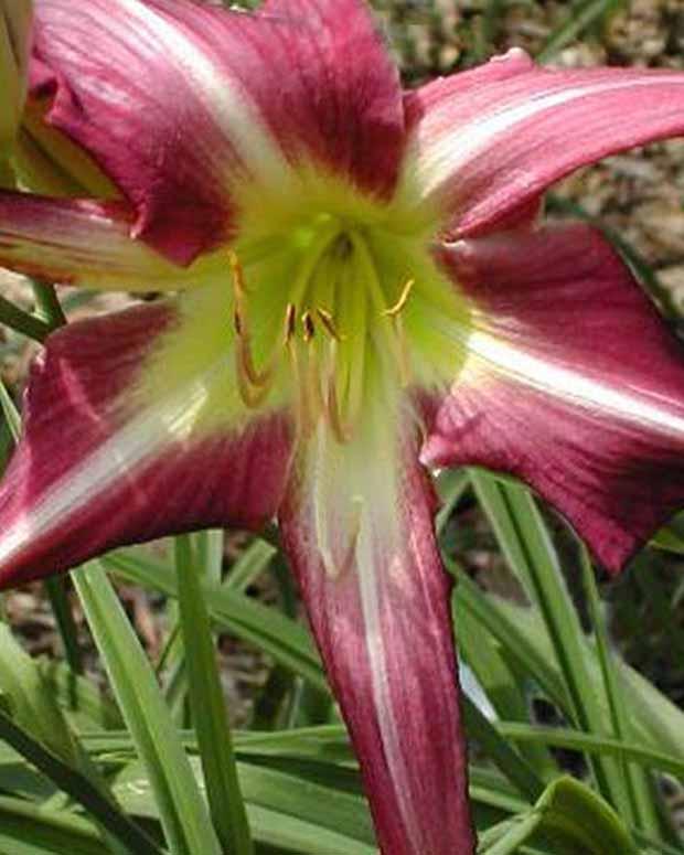 Hemerocallis Lilie eines Tages