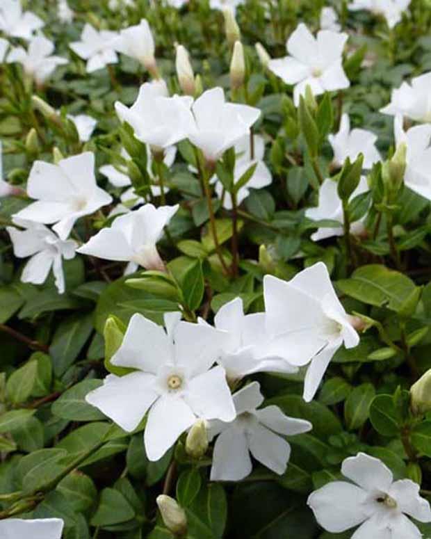 Kleine Immergrüne White Power (x3)