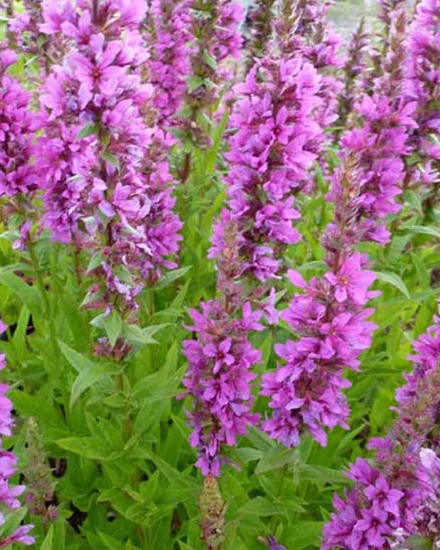 Salicaria Zigeunerblut