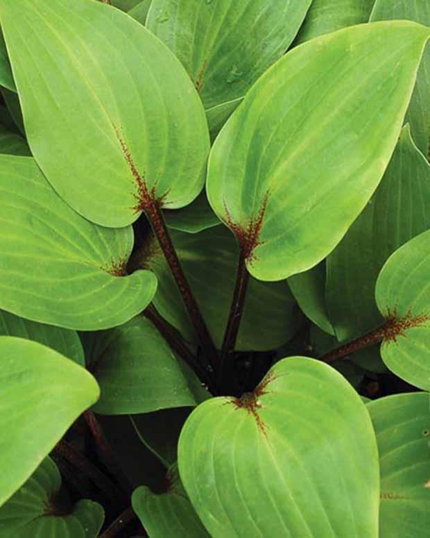 Hosta Purple Heart Funkia