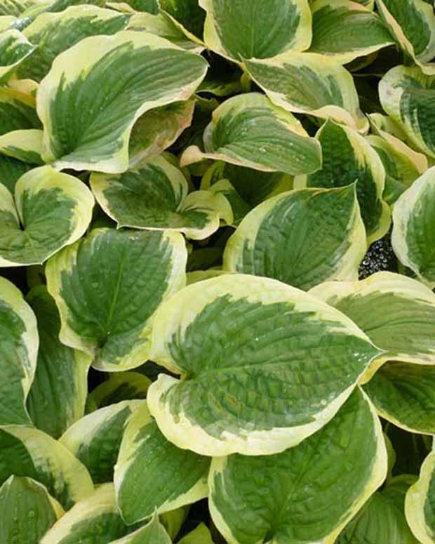 Hosta Formal Attire Funkia
