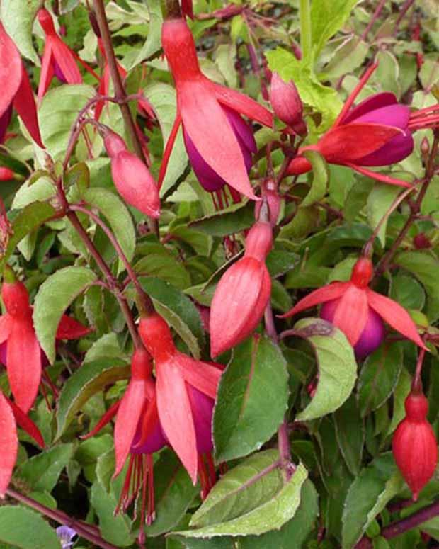 Fuchsia Mrs. Popple
