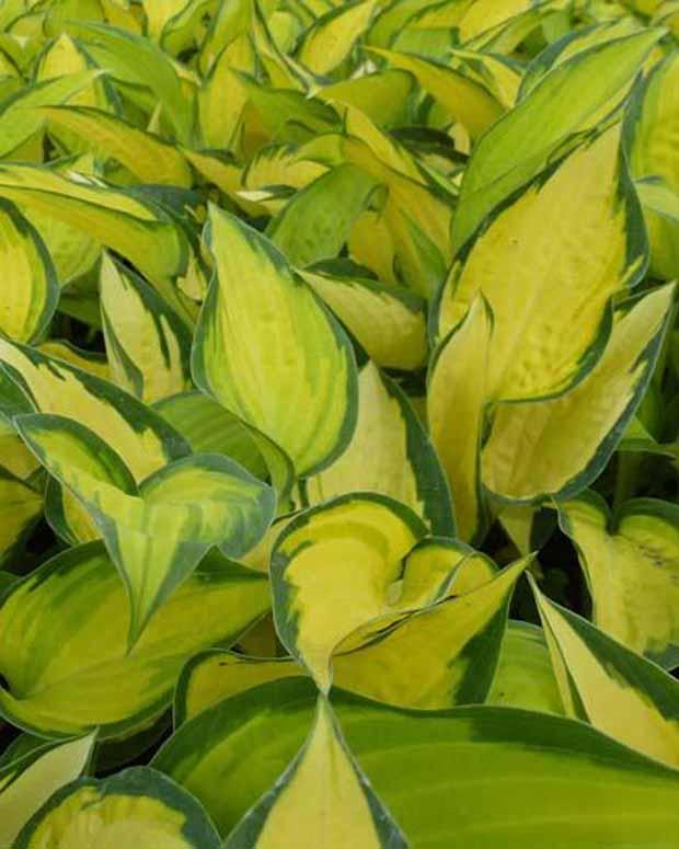 Hosta Orange Marmelade Funkia