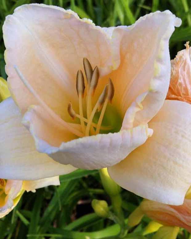 Hemerocallis White Temptation Eintagslilie