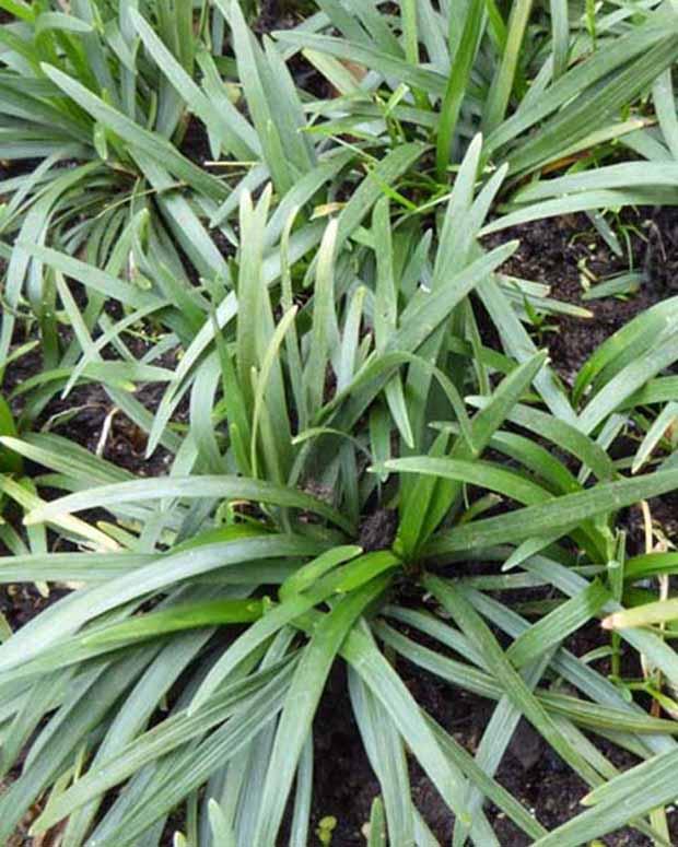 Ophiopogon japonicus
