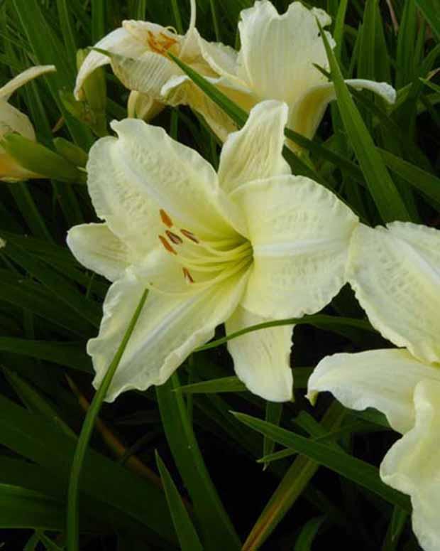 Hemerocallis Joan Senior Lilie eines Tages