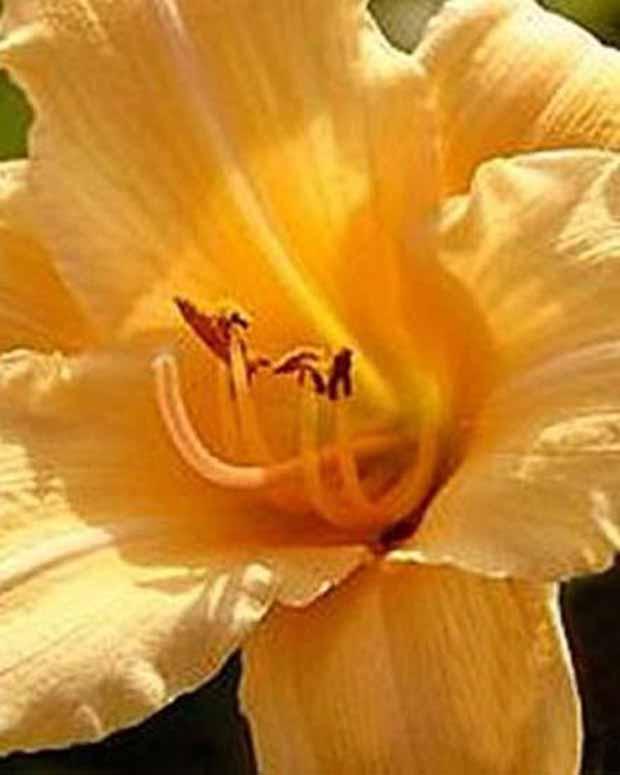 Hemerocallis Curls Lilie eines Tages