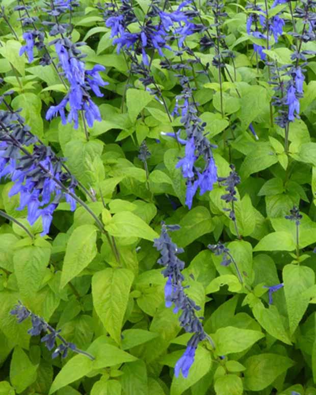 Guarani-Salbei Black and Blue
