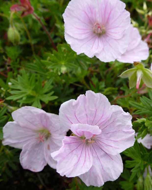 Blutgeranie Staudengeranie Apfelblüte