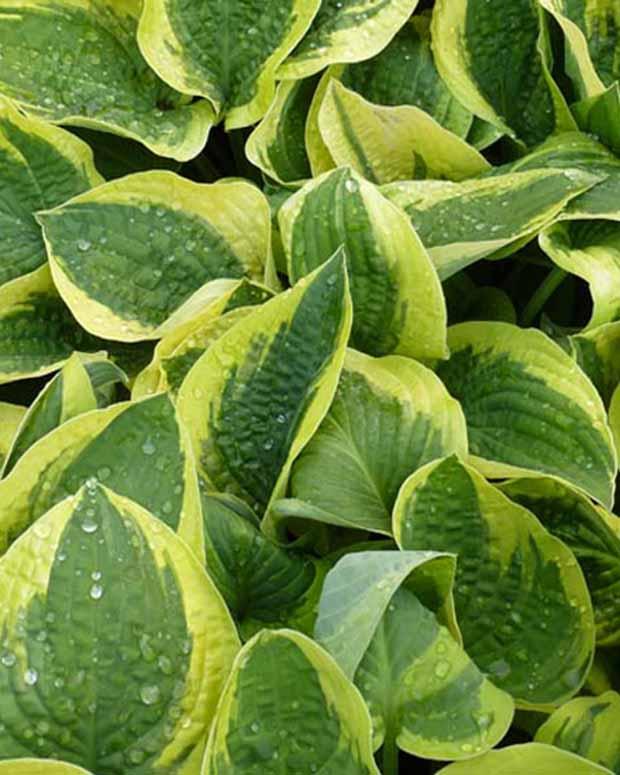 Hosta Mama Mia Funkia