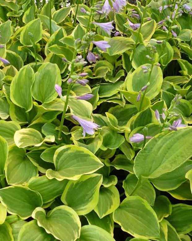 Hosta Golden Tiara Funkia