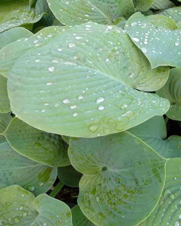 Hosta True Blue Funkia