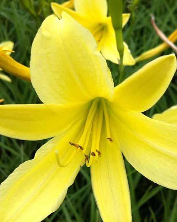 Hemerocallis citrin Gelbe Taglilie
