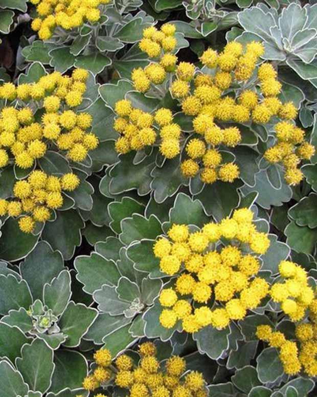 Pazifische Chrysantheme Bengo Gold