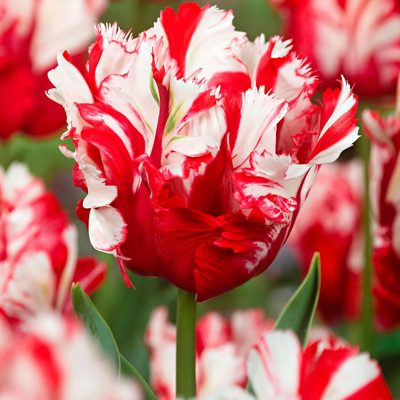 Papagei-Tulpen 'Estella Rijnveld' (x10)