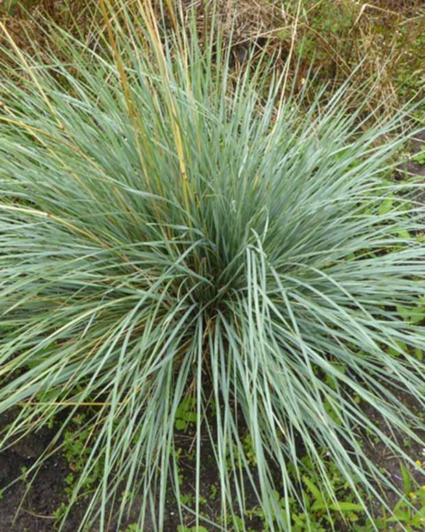 Mehrjähriger Hafer Pendula