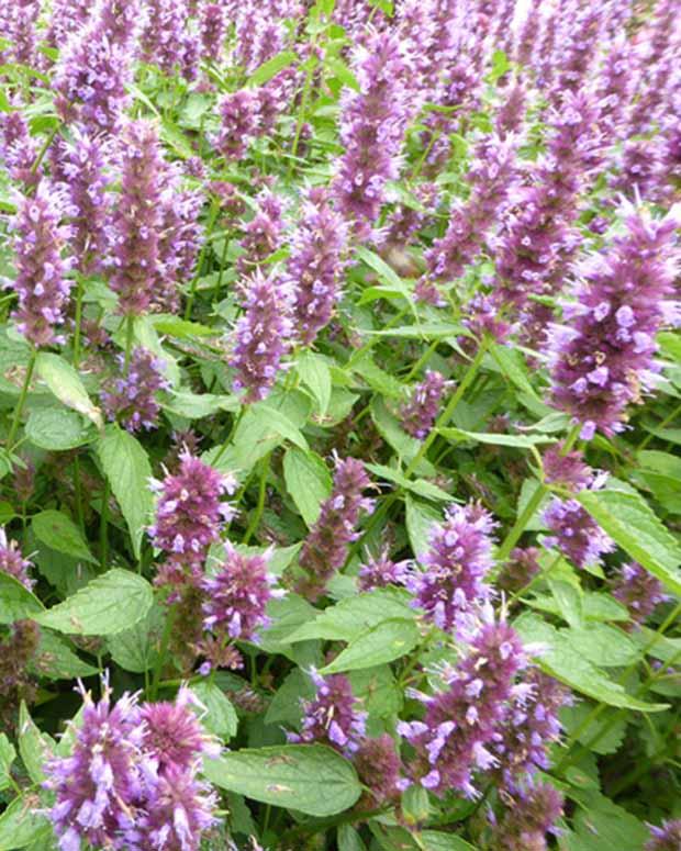Agastache Beelicious Purple