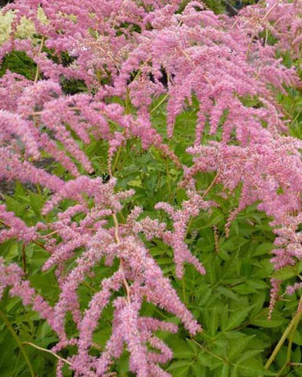 Chinesische Astilbe Straussenfeder
