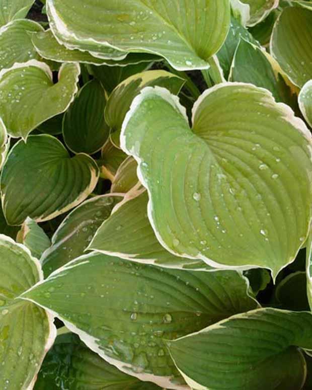 Hosta Frosted Jade Funkia