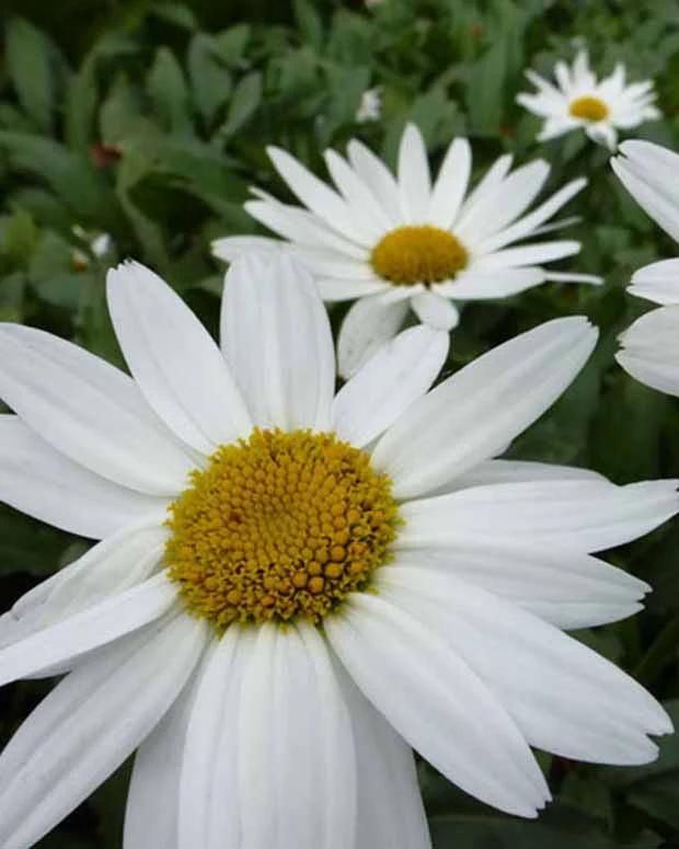 Sommermargerite Gruppenstolz Leucanthemum Gruppenstolz