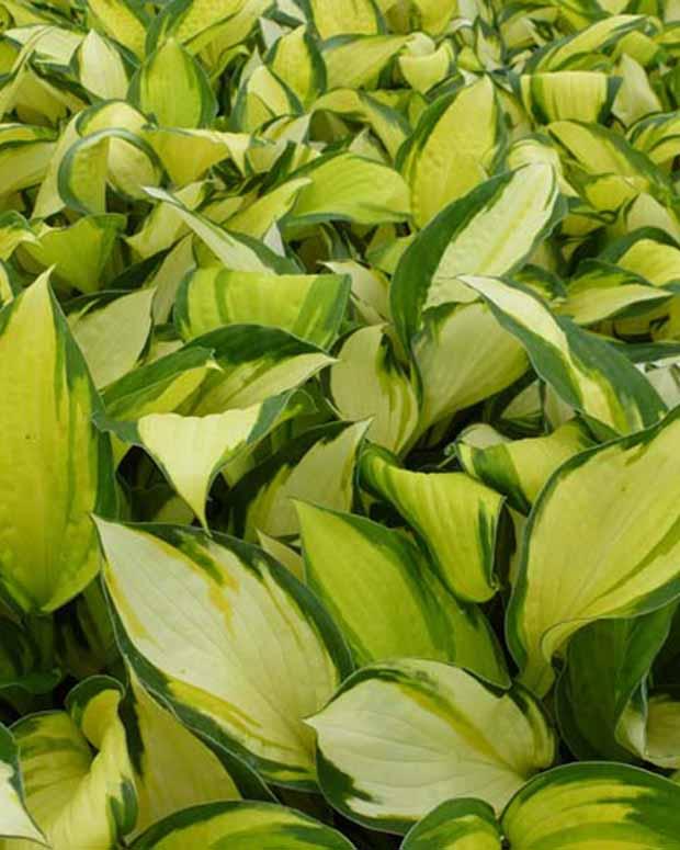 Hosta Color Festival Funkia