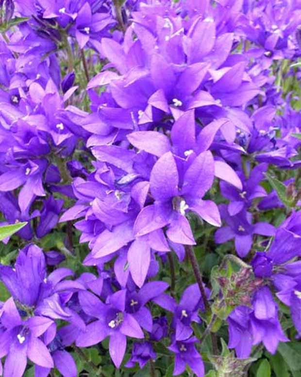 Agglomerierte Glockenblume Joan Elliott