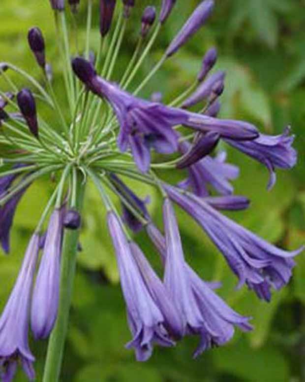 Agapanthus Purple Cloud