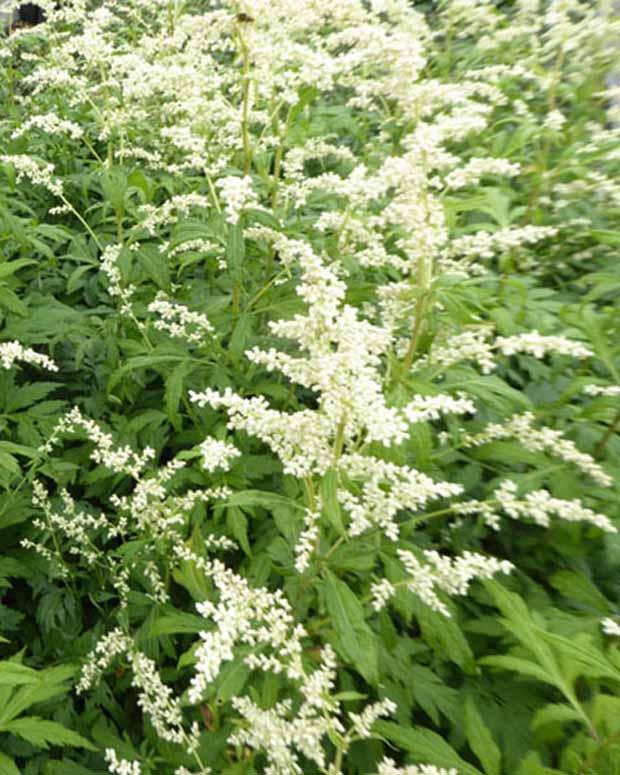 Milchiger Beifuss Elfenbein