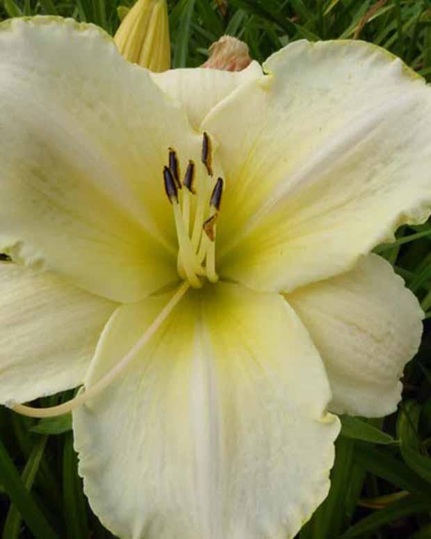 Hemerocallis Artic Snow Lilie eines Tages