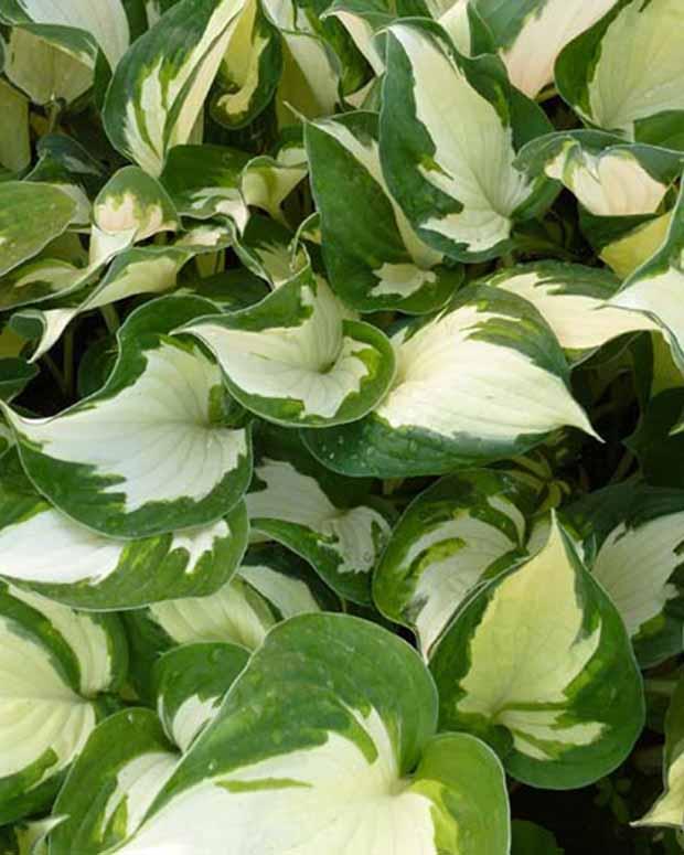 Hosta Reversed Funkia