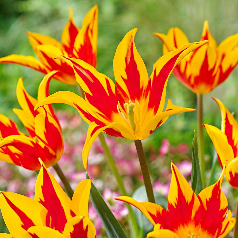 Tulpen 'Fire Wings' (x10)