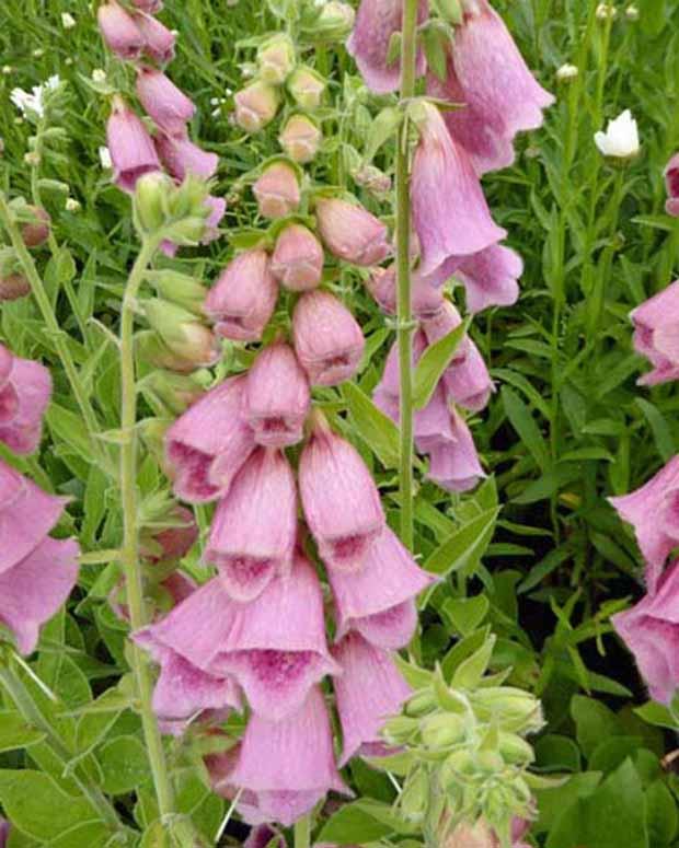 Digitalis Mertonensis (x3)