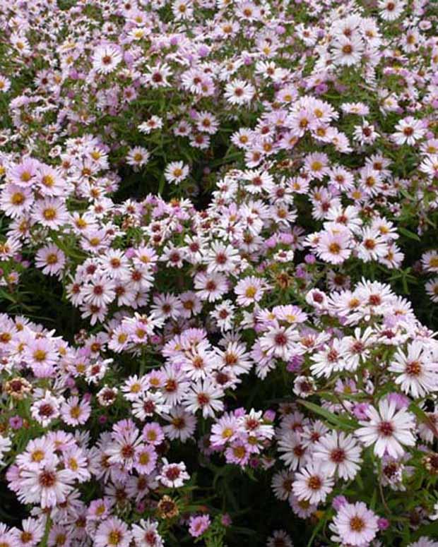 Herbstmargerite Kylie