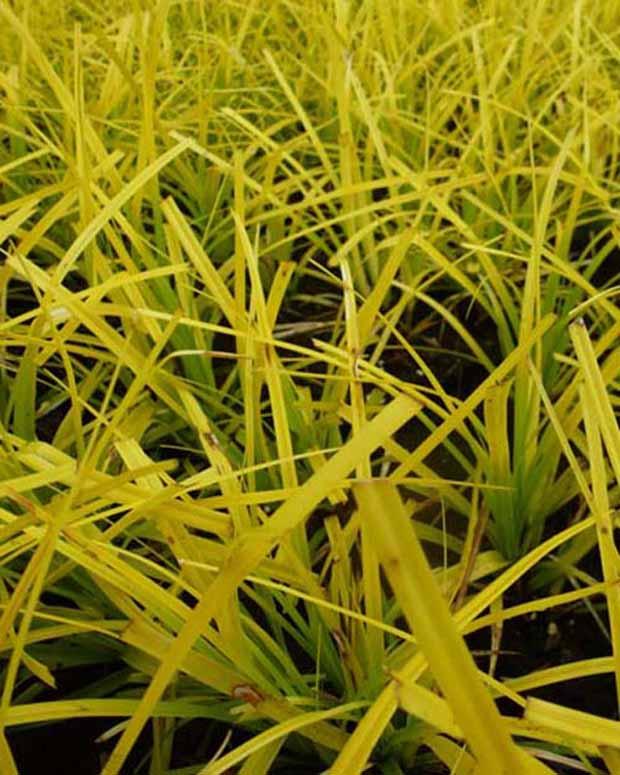 Oshima-Segge Everillo