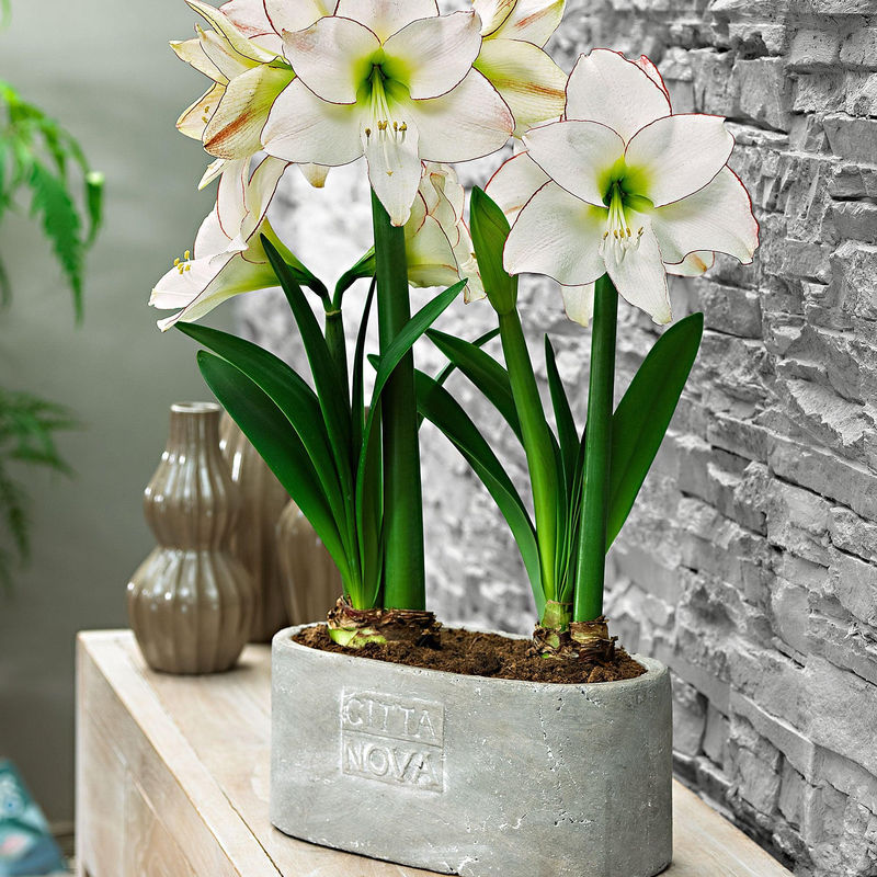 Amaryllis 'Picotee'