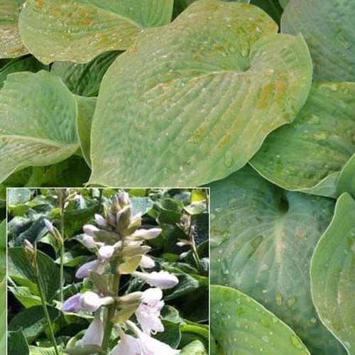 Hosta Bressingham blue Funkia