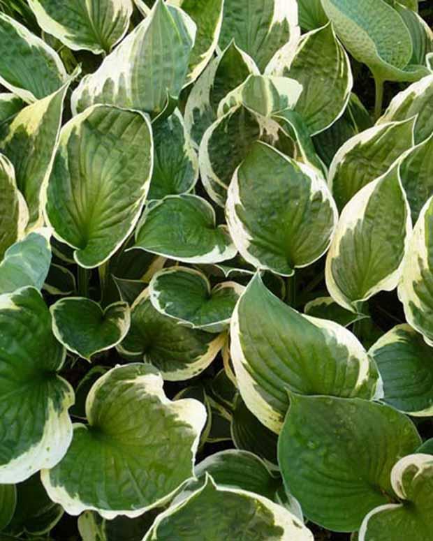 Hosta Independence Funkia