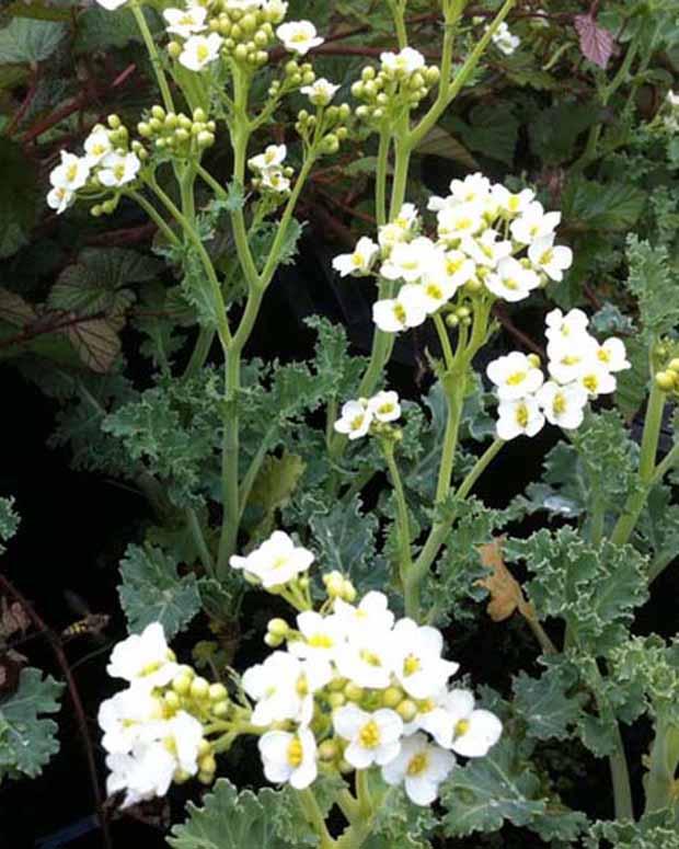 Crambe maritima Meereskohl