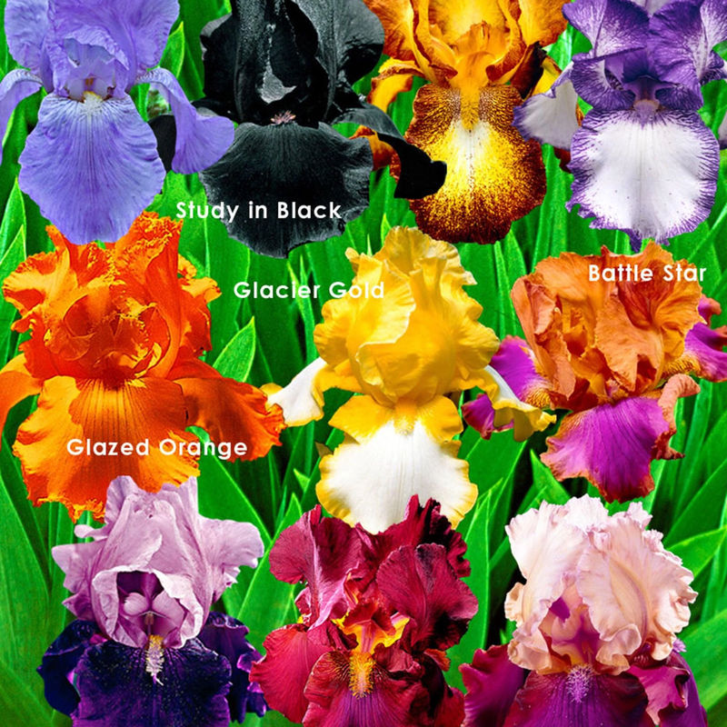 Iris Mischung 'Flowertastic'