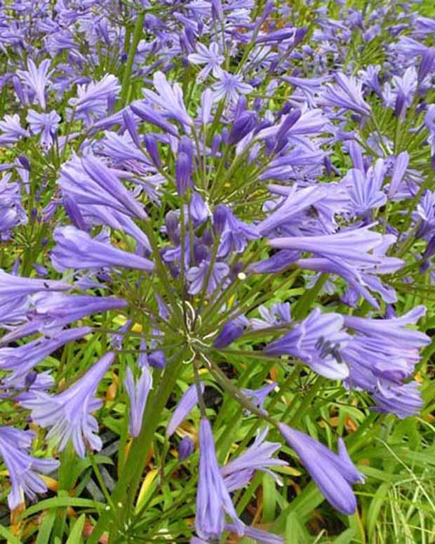 Agapanthus Tornado